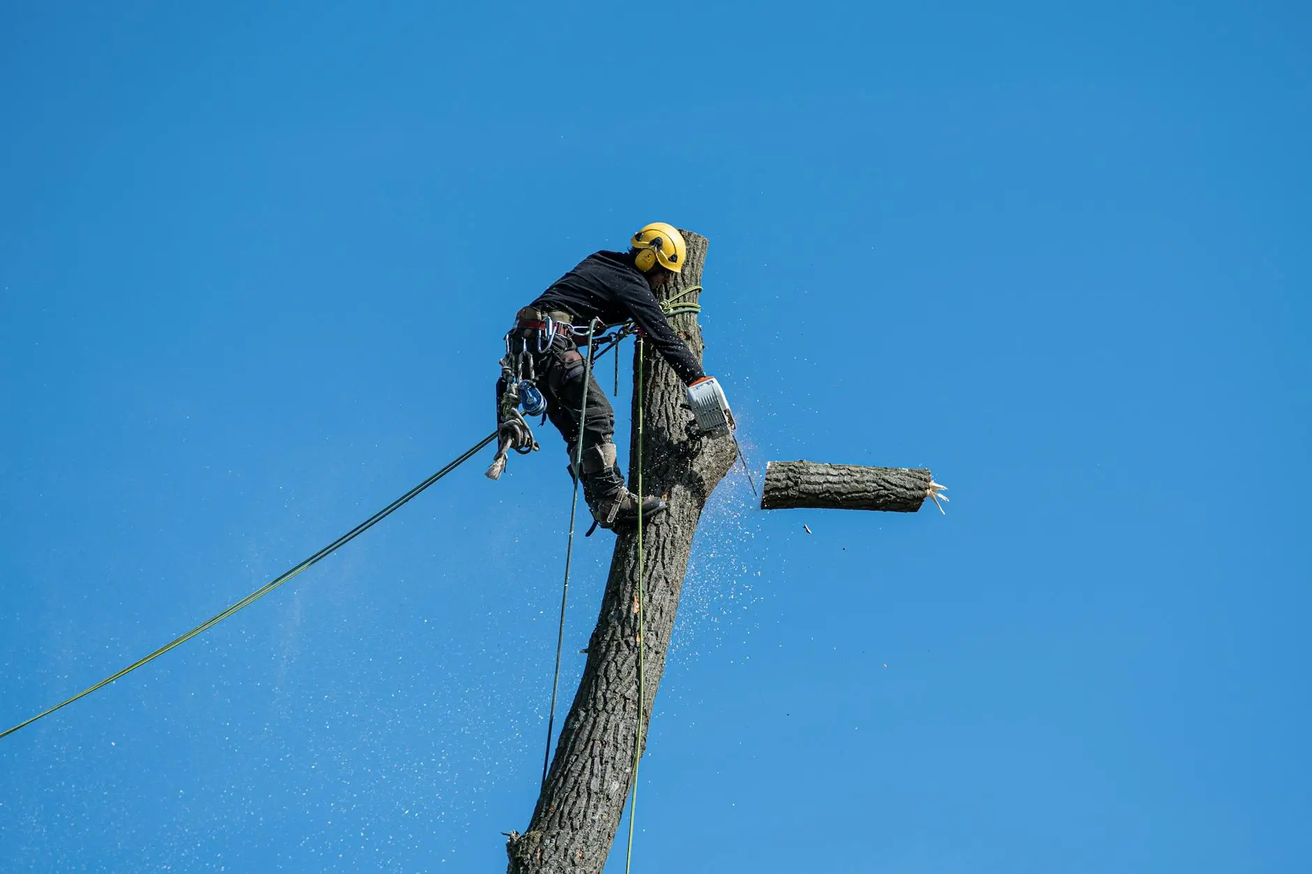 An arborist using ropes and rigging to carefully lower branches from a tall big-leaf maple in a Gresham backyard.
